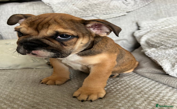English Bulldog dogs - Advert 1