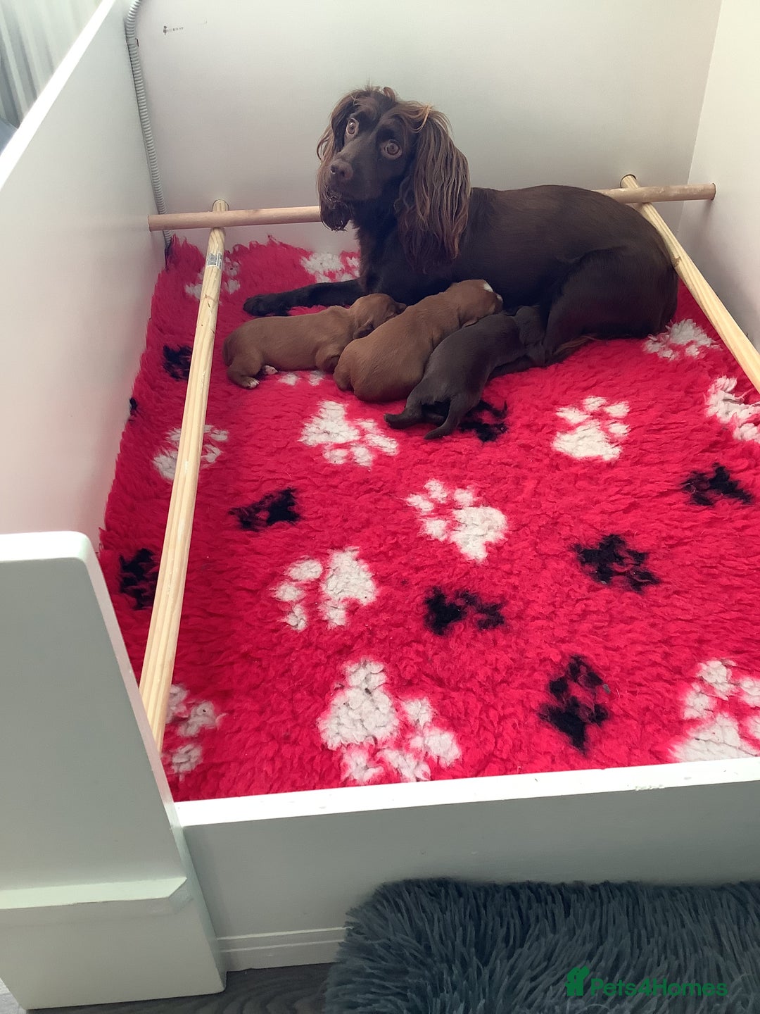 Cocker Spaniel dogs for sale: For sale 1 male working cocker spaniel - Image 6