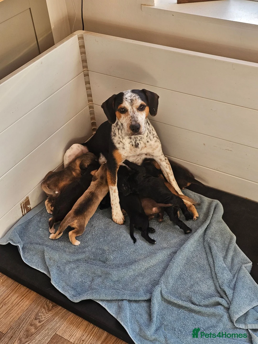 Mixed Breed dogs for sale: Mixed breed puppies for sale in Littlehampton - Advert 1