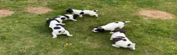 English Springer Spaniel dogs for sale: Working Springer Spaniels for sale. - Advert 2