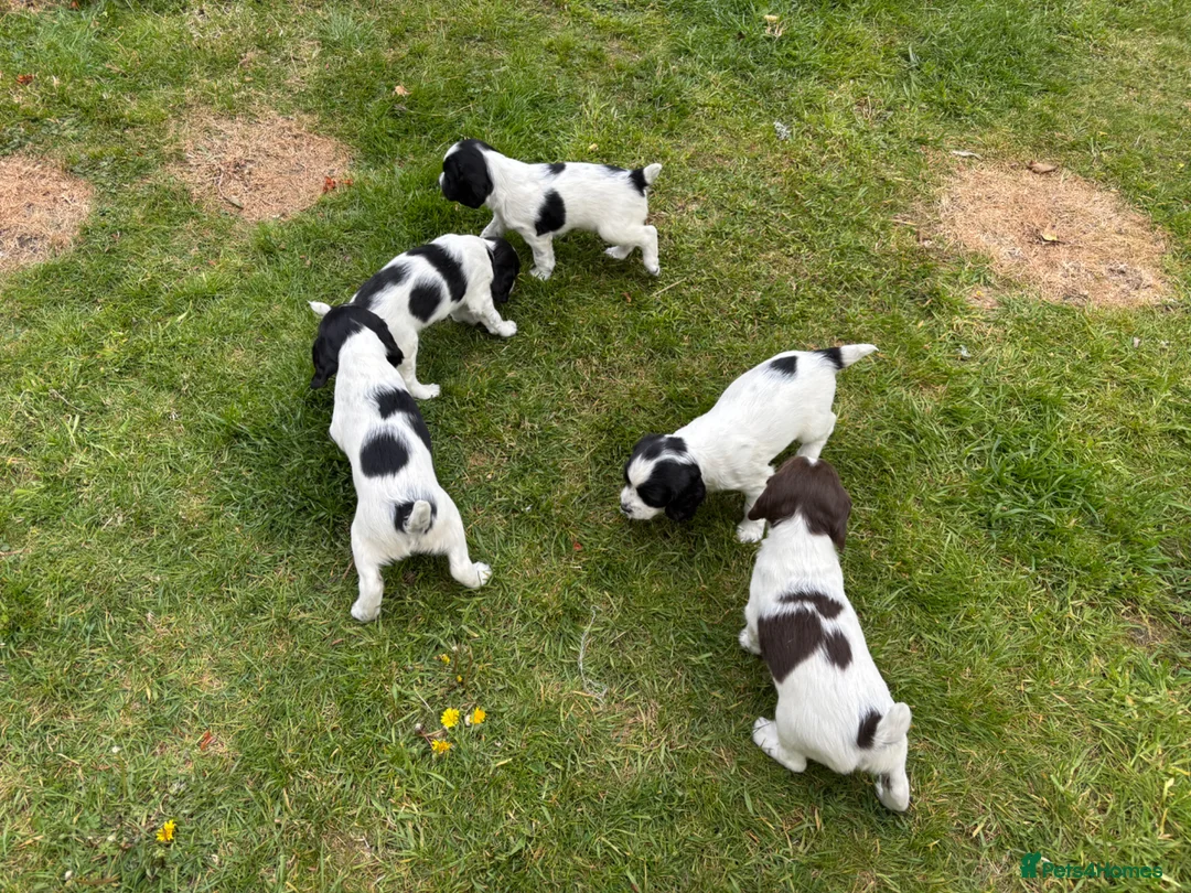 English Springer Spaniel dogs for sale: Working Springer Spaniels for sale. - Advert 2