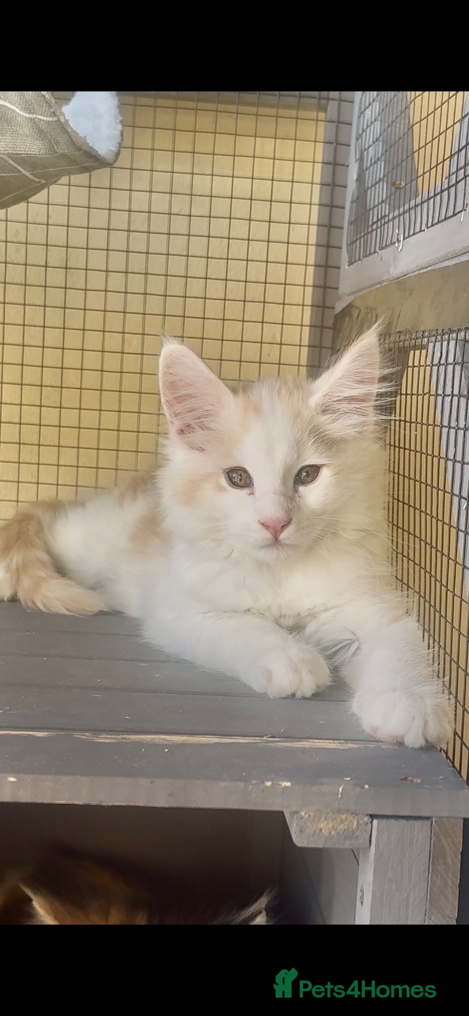 Maine Coon cats Stunning MaineCoon Kittens–Champion Bloodline - Advert 1