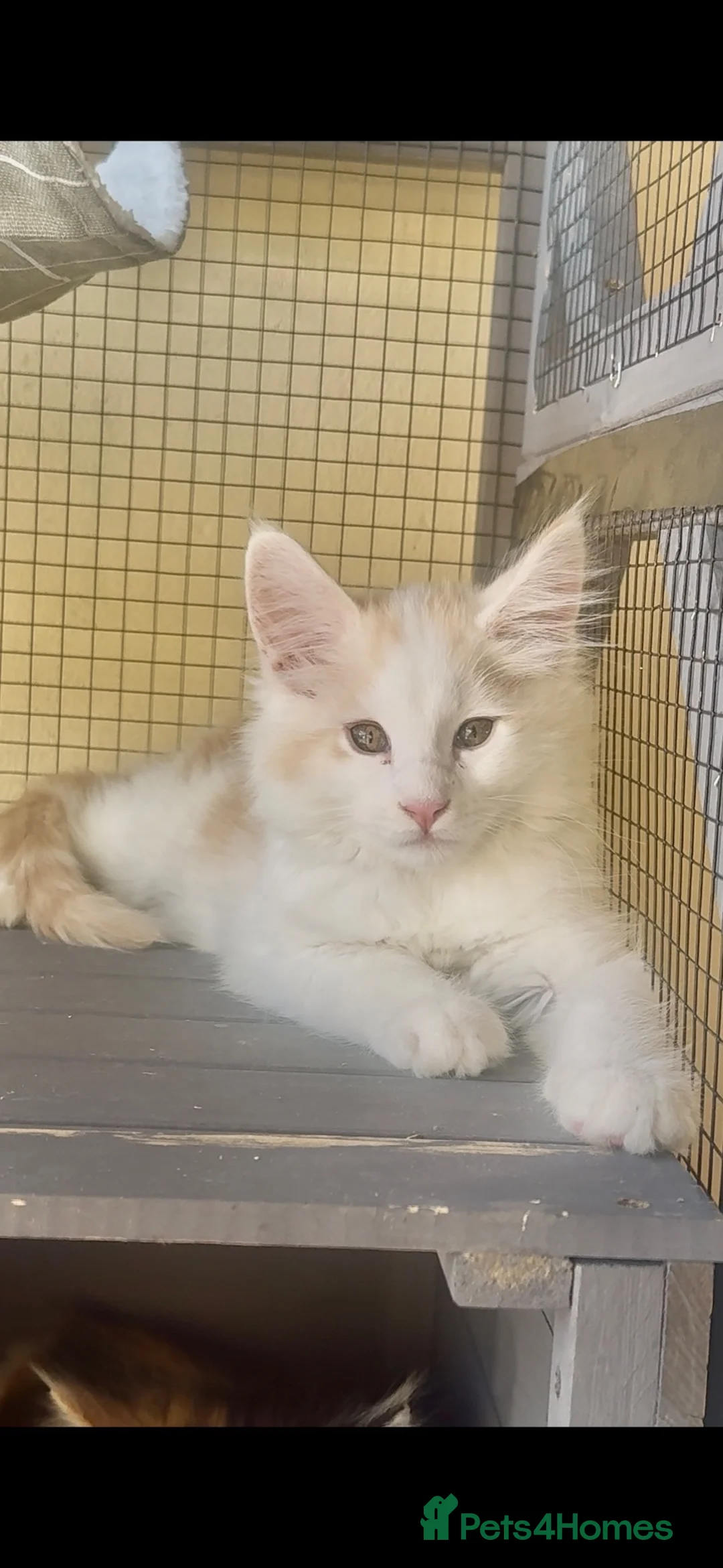 Maine Coon cats for sale: Stunning MaineCoon Kittens–Champion Bloodline - Advert 1
