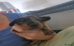 Miniature Dachshund dogs for sale: 5 beautiful miniature dachshund pups for sale - Image 13