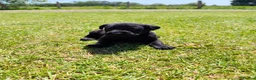 Labrador Retriever dogs for sale: 🐾 Beautiful Labrador Puppies – KC Registered 🐾 - Advert 21