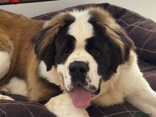 Saint Bernard dogs Saint Bernard for forever home - Advert 7
