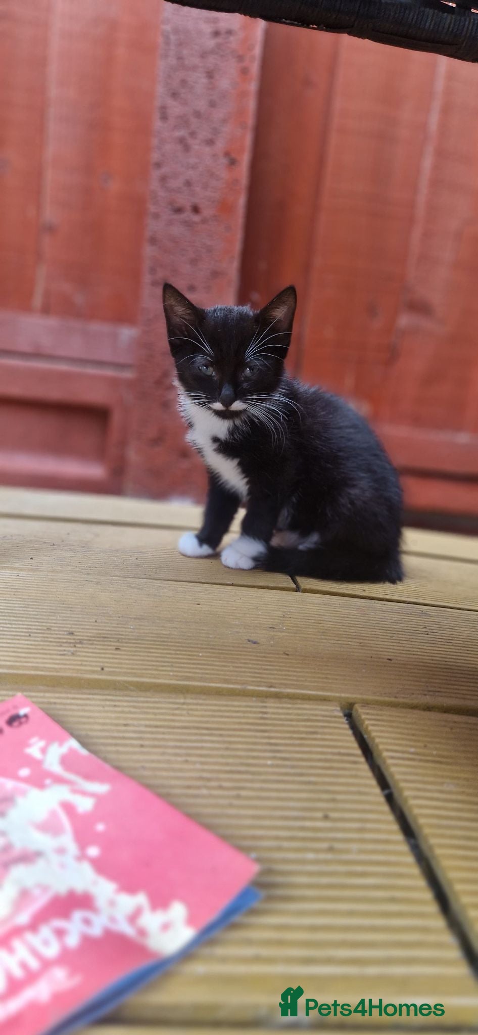 Mixed Breed cats 3 little kittens( 1 ginger boy+2 girls) - Advert 2