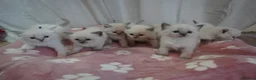 Ragdoll cats for sale: Pawtrait Perfect Ragdoll kittens in Hemel Hempstead - Advert 14