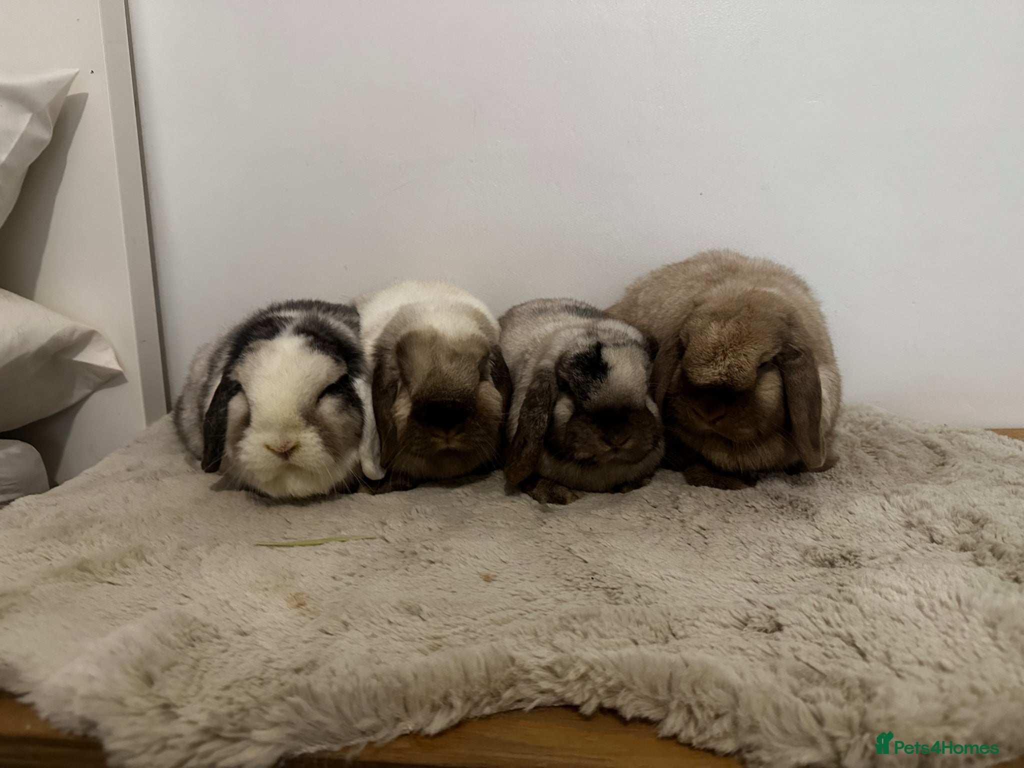 Mini Lop rabbits Gorgeous group of 4 neutered mini lops  - Advert 2
