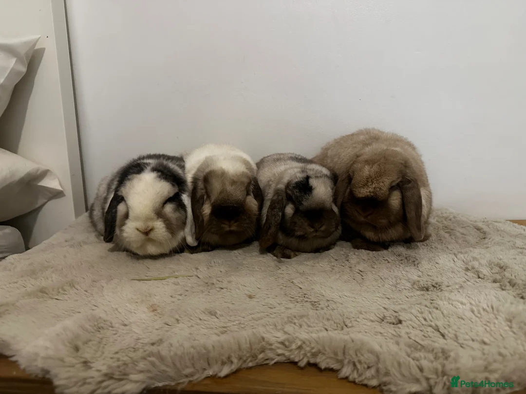 Mini Lop rabbits for sale: Gorgeous group of 4 neutered mini lops  - Advert 1