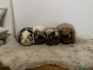 Mini Lop rabbits Gorgeous group of 4 neutered mini lops - Advert 5