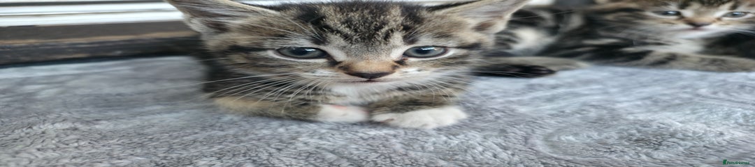 Mixed Breed Kitten 1