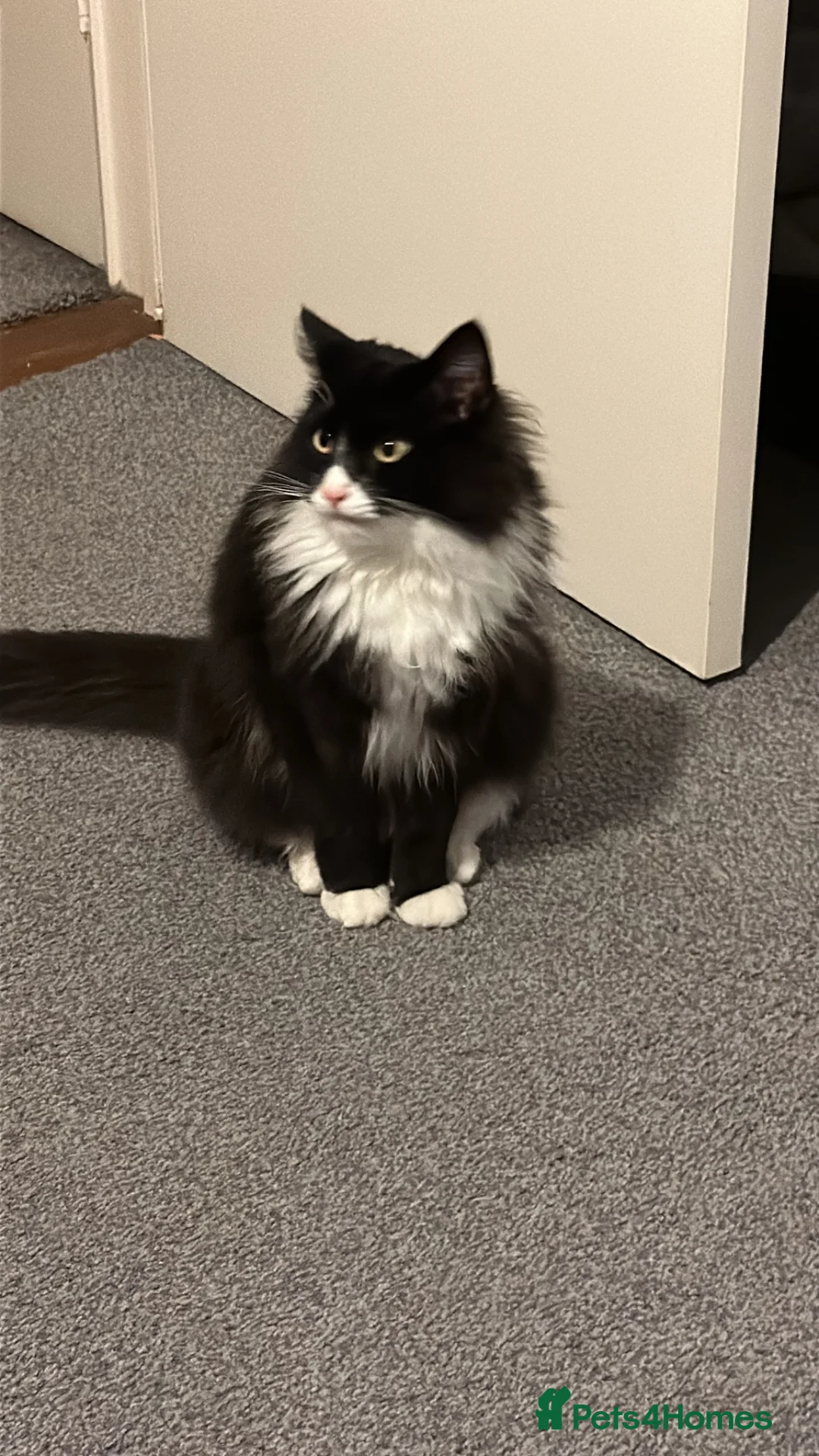 Mixed Breed cats for sale: Lovely male cat for good home - Advert 2