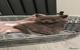 British Shorthair cats for sale: British shorthair blue / lilac kittens  - Image 19