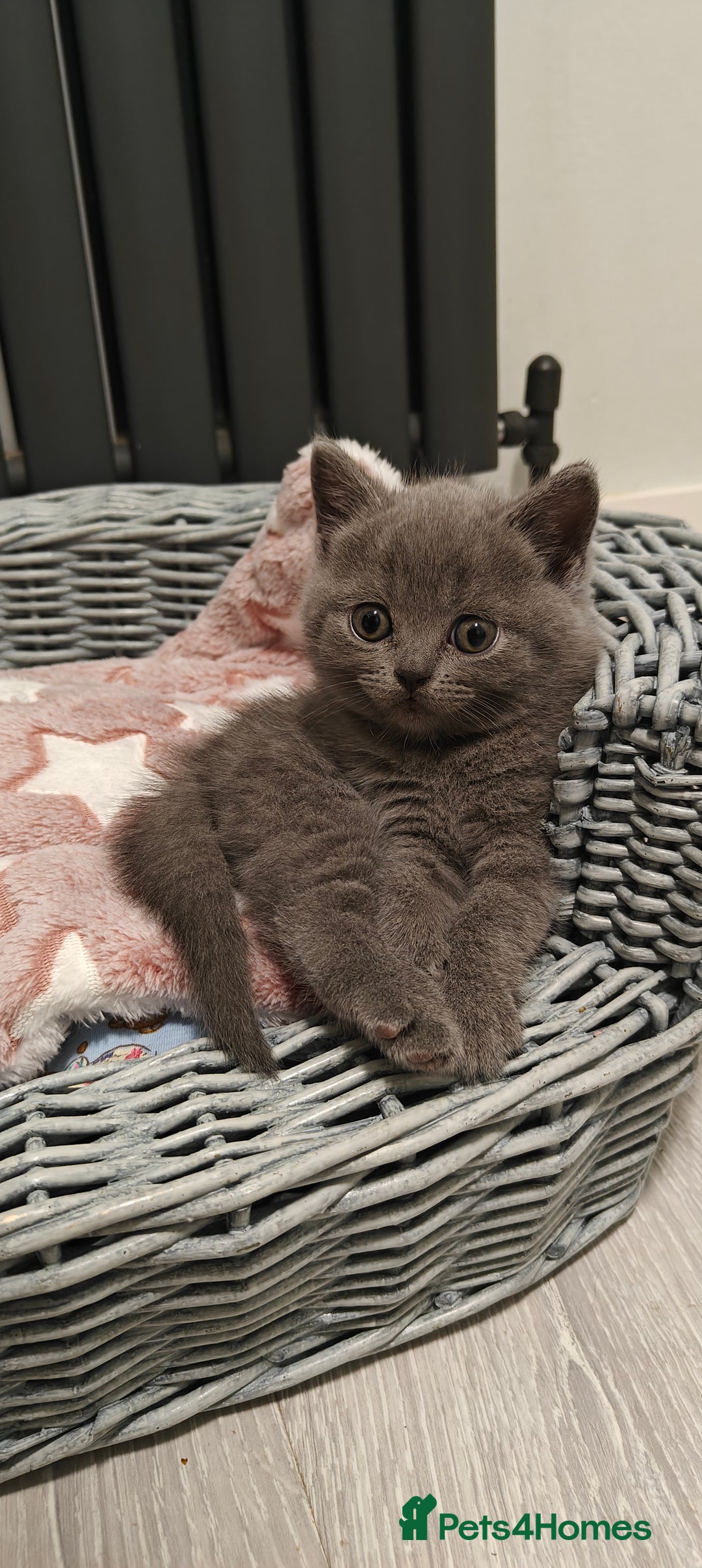British Shorthair cats for sale: British shorthair blue / lilac kittens  - Image 19