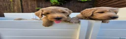 Goldendoodle dogs for sale: LAST girl left of Multigen.Goldendoodle Puppies!!! - Advert 23