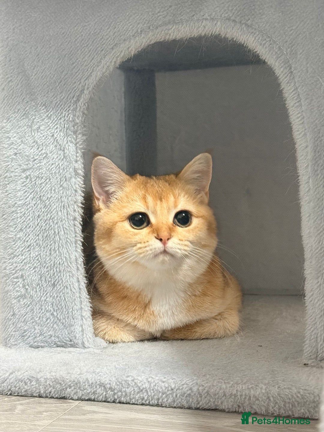 British Shorthair cats for sale: British shorthair 2 kittens - Advert 15