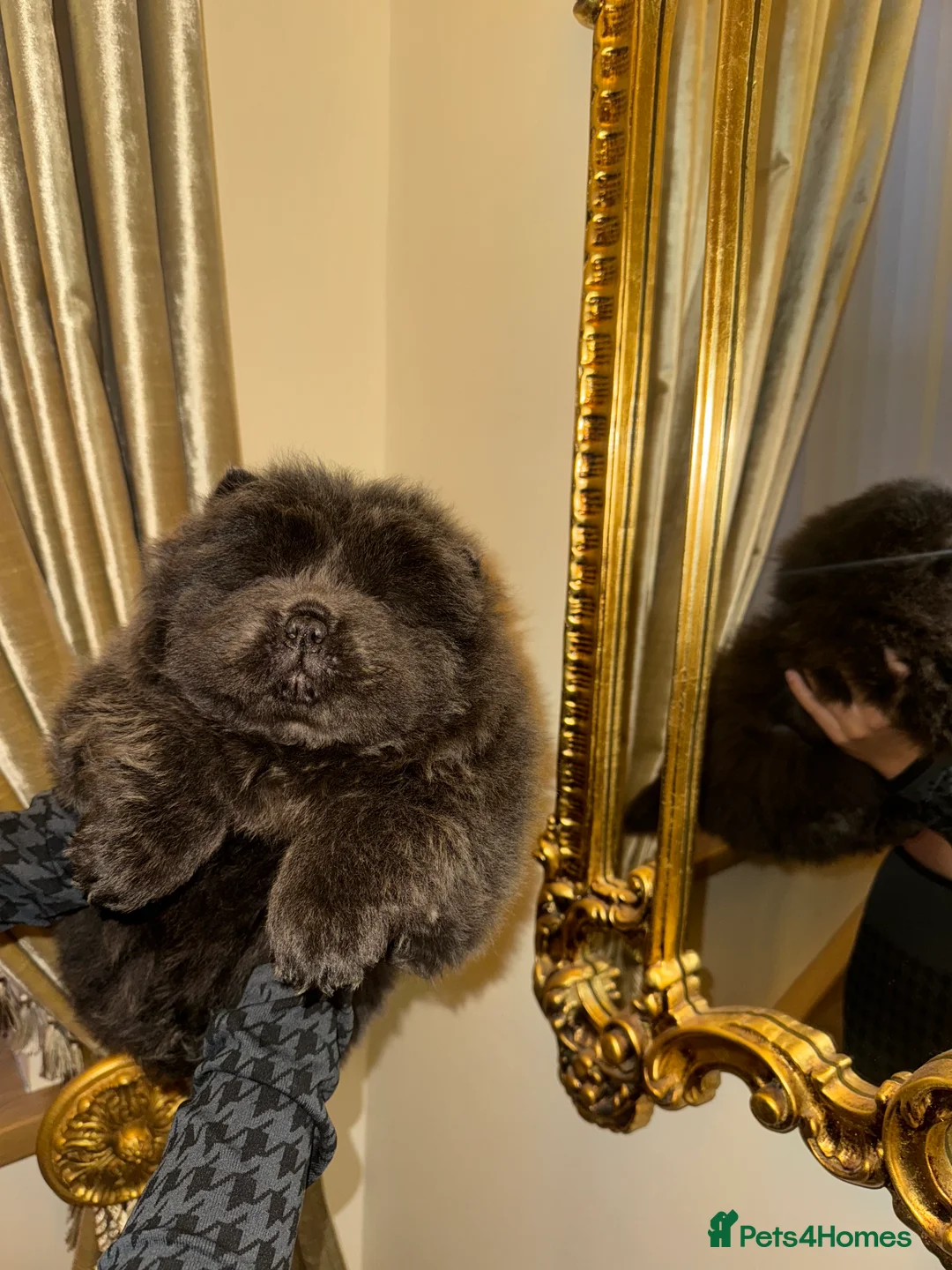 Chow Chow dogs for sale: 3 beautys left ⭐️  - Advert 9