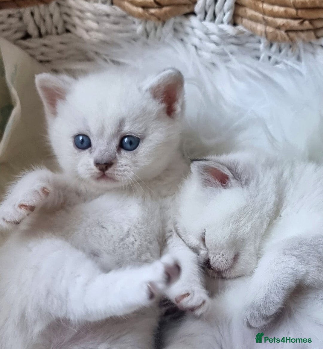 British Shorthair cats for sale: 💕LAST GIRL💕GOLDEN POINT BRITISH SHORTHAIR  - Advert 8