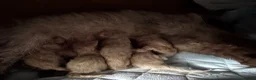 Ragdoll cats for sale: 6th Generation* Purebreed Pedigree Ragdoll Kittens - Advert 39