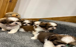 Shih Tzu dogs for sale: Summer Shihtzu Puppies - Image 13
