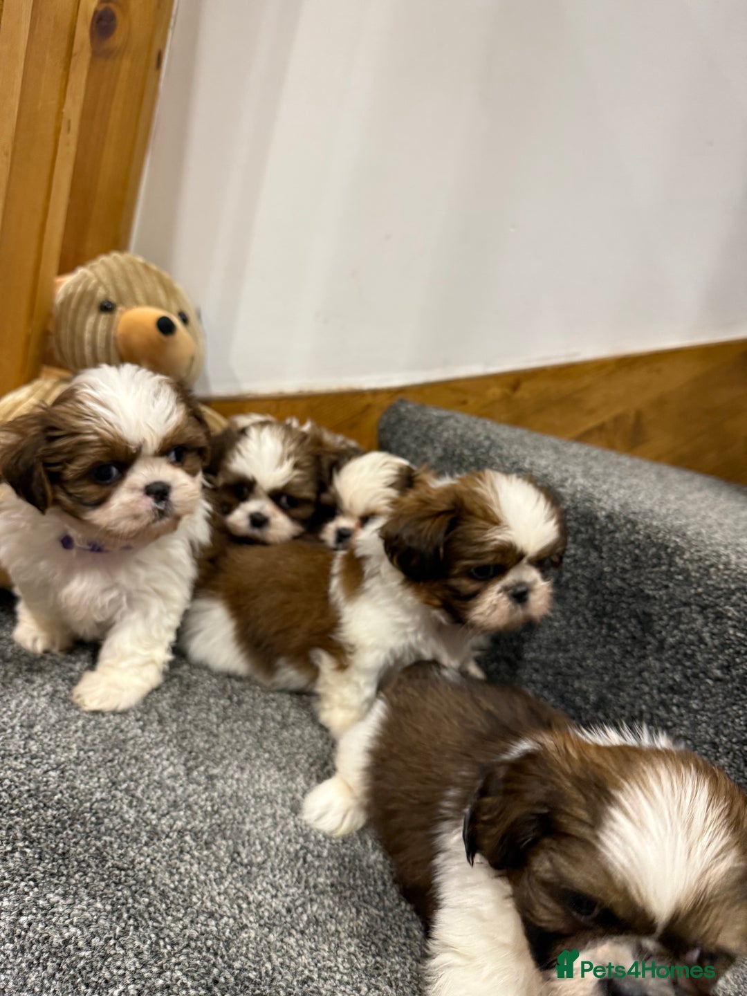 Shih Tzu dogs for sale: Summer Shihtzu Puppies - Image 13