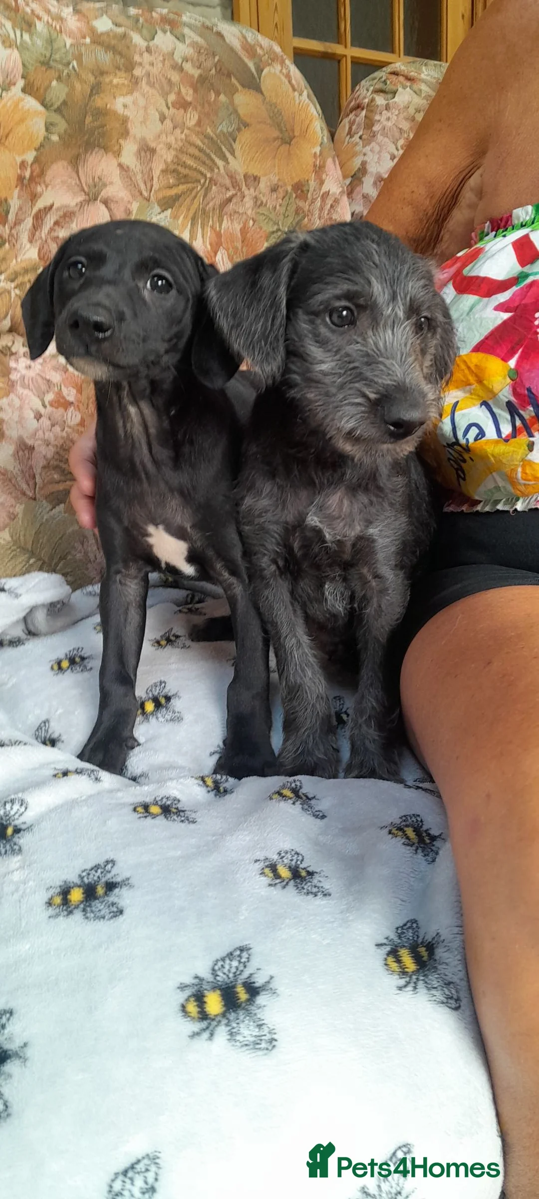 Bedlington Terrier dogs for sale: Bedlington whippet puppies  - Advert 2
