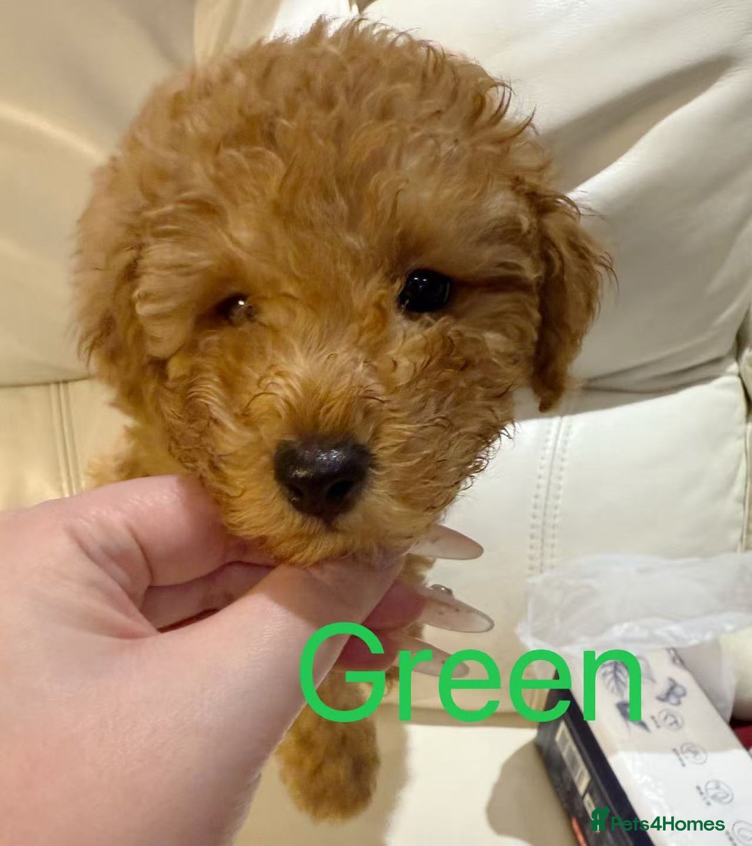 Toy Poodle dogs for sale: 3 KC Registered Red Toy poodle Puppies - Advert 5