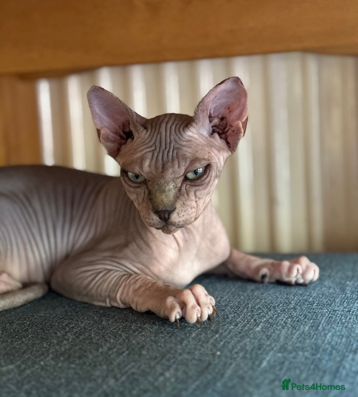Sphynx cats Female grey/tan elf sphynx  - Advert 1