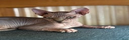 Sphynx cats for sale: Female grey/tan elf sphynx  - Advert 1