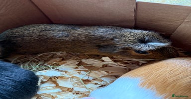 Guinea Pig rodents - Advert 10