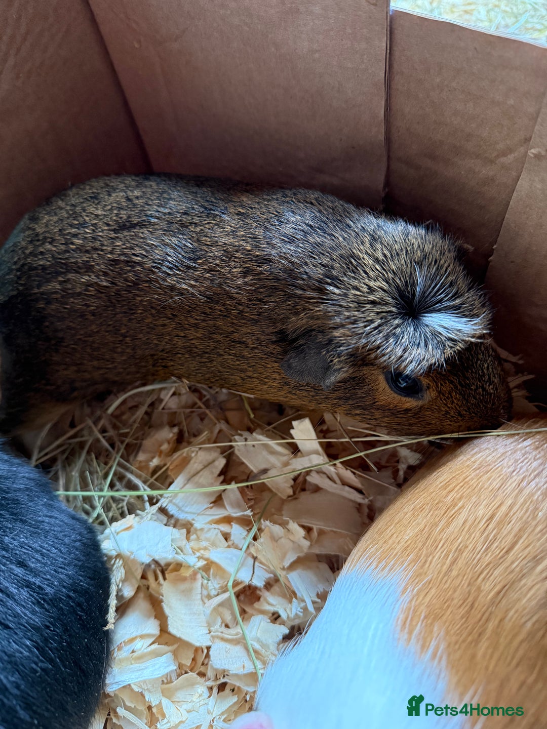 Guinea Pig rodents for sale: Baby male guinea pigs  - Image 3