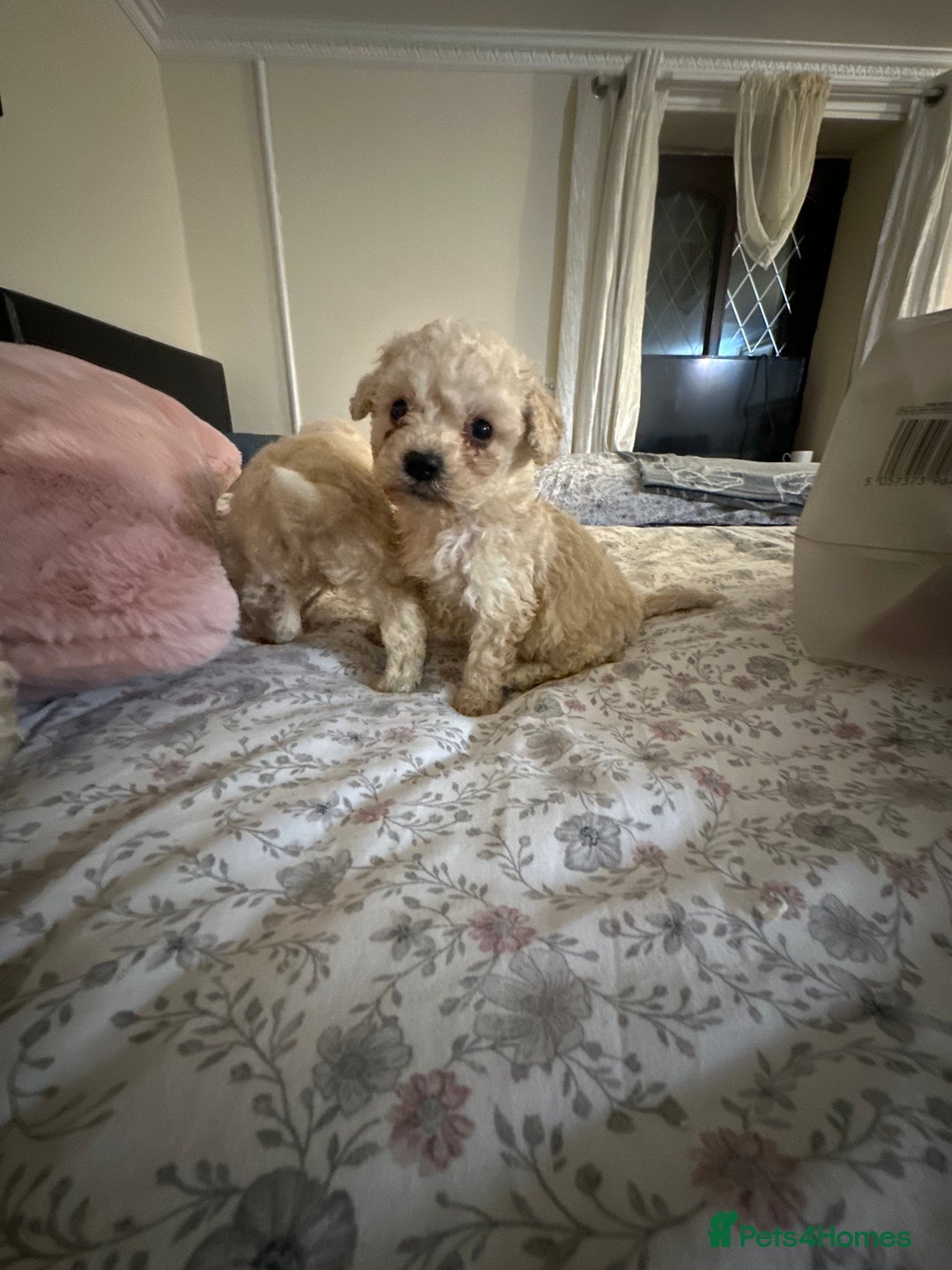 Poochon dogs for sale: Poochon puppies ready now  - Advert 20