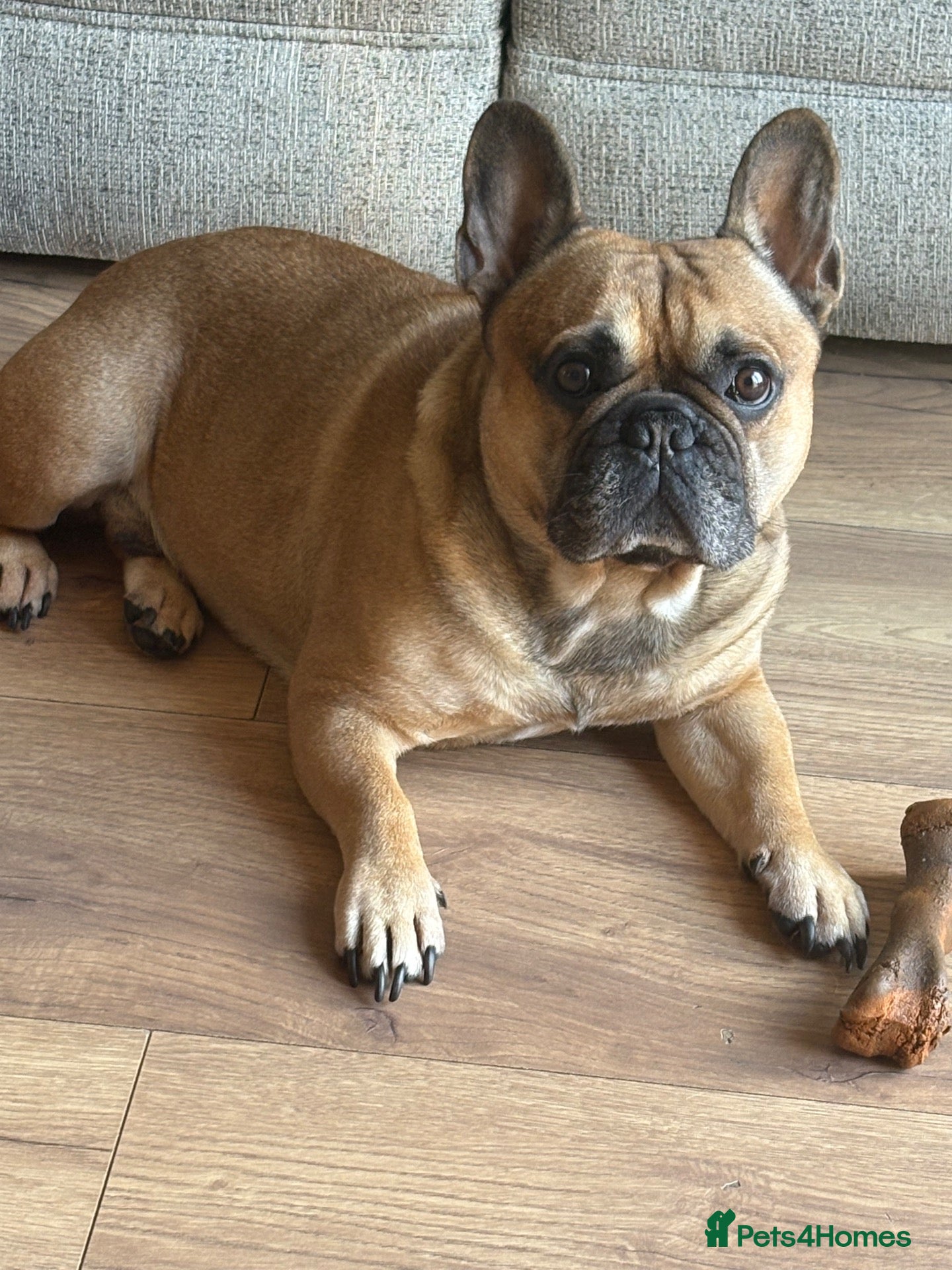 French Bulldog dogs Rocco - Advert 3