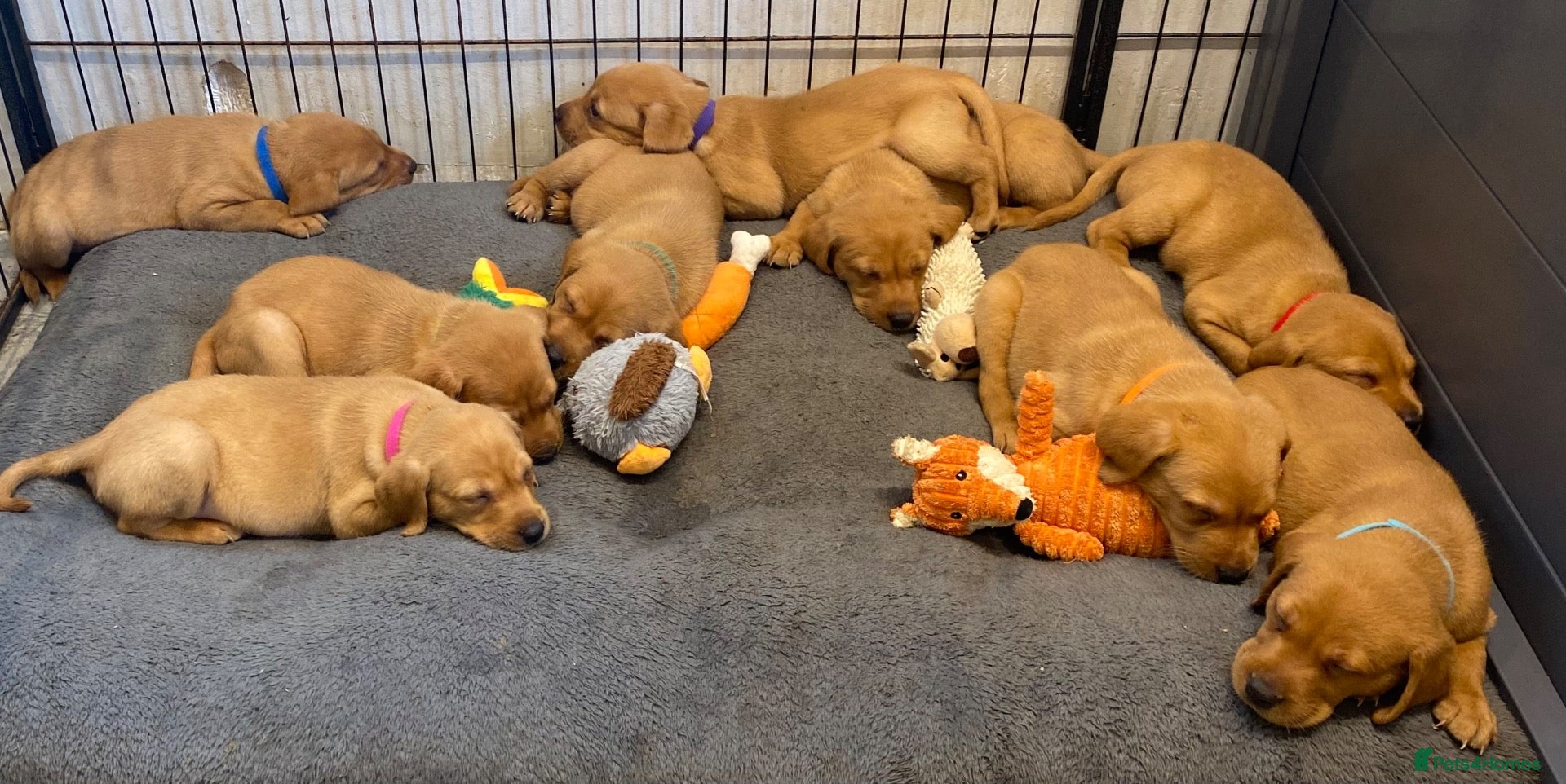 Labrador Retriever dogs FOX RED LAB PUPS PARENTS EXTENSIVELY HEALTH TESTED - Advert 3