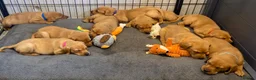 Labrador Retriever dogs for sale: EXCEPTIONALLY WELL BRED FOX RED LABRADOR PUPPIES  - Advert 7