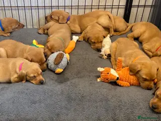 Labrador Retriever dogs FOX RED LAB PUPS PARENTS EXTENSIVELY HEALTH TESTED - Advert 3