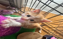 British Shorthair cats for sale: Four beautiful kittens - Image 7