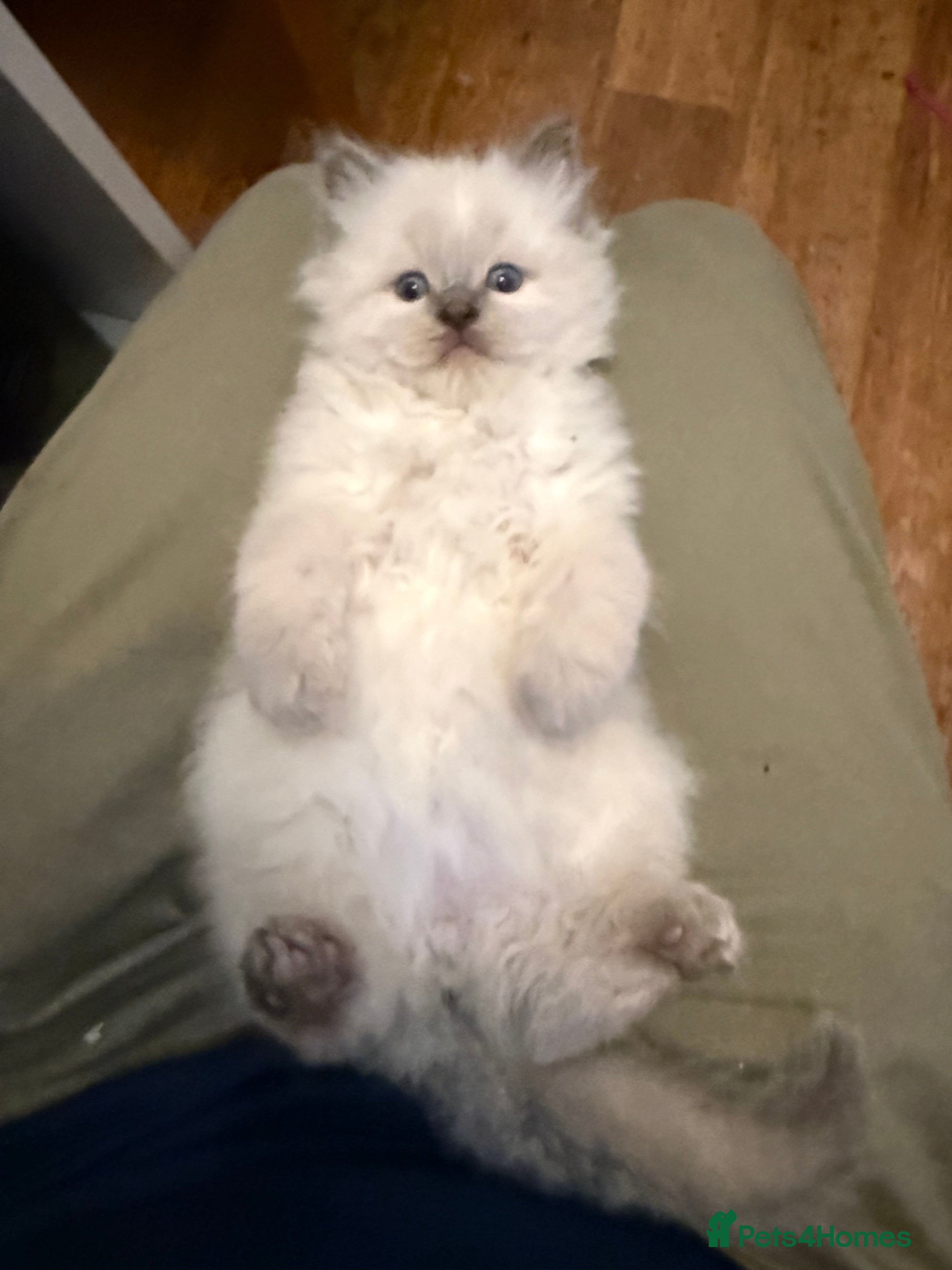 Ragdoll cats Perfect Blue Point Ragdoll kittens. - Advert 2