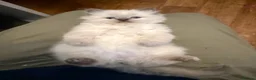 Ragdoll cats for sale: Perfect Blue Point Ragdoll kittens. - Advert 2