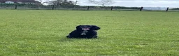 Cocker Spaniel dogs for sale: 1 year Cocker Spainel (male) - Advert 8