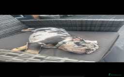 English Bulldog dogs for sale: Grey Merle male english bulldog puppy - Image 10
