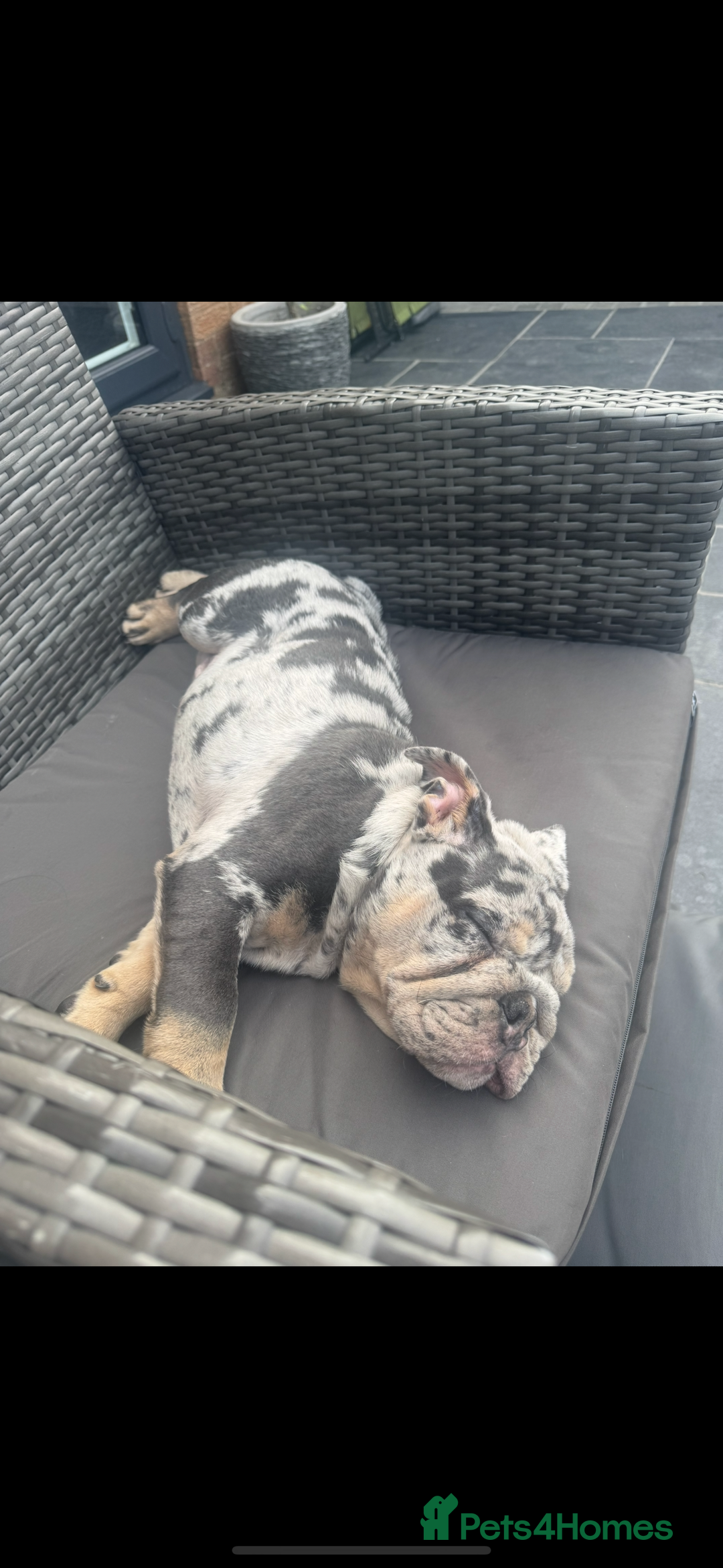 English Bulldog dogs for sale: Grey Merle male english bulldog puppy - Image 10