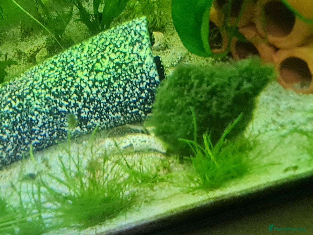 Catfish fish for sale: 22 Baby Common Bristlenose Catfish  - Image 3