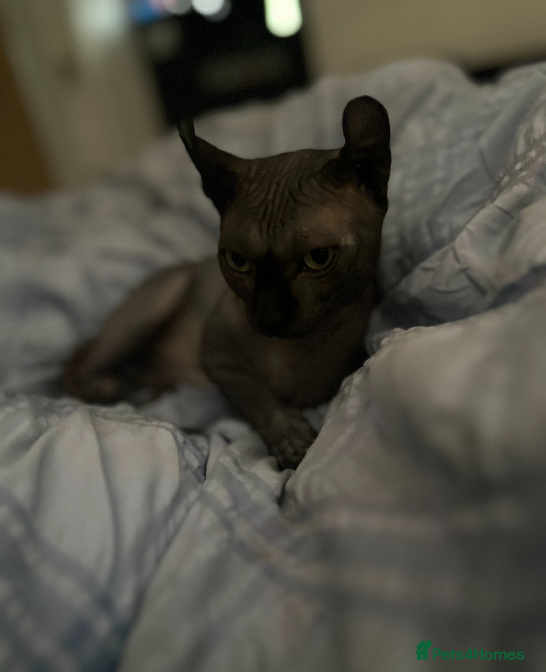 Sphynx cats for stud: Stunning blue Elf - Advert 10