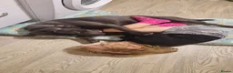 Staffordshire Bull Terrier dogs for sale: KC Registered Staffordshire Bull Terrier Pups in Liverpool - Advert 8