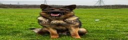 German Shepherd dogs for stud: Working line german shepherd ( RHAEGAR ) in Manchester - Advert 8