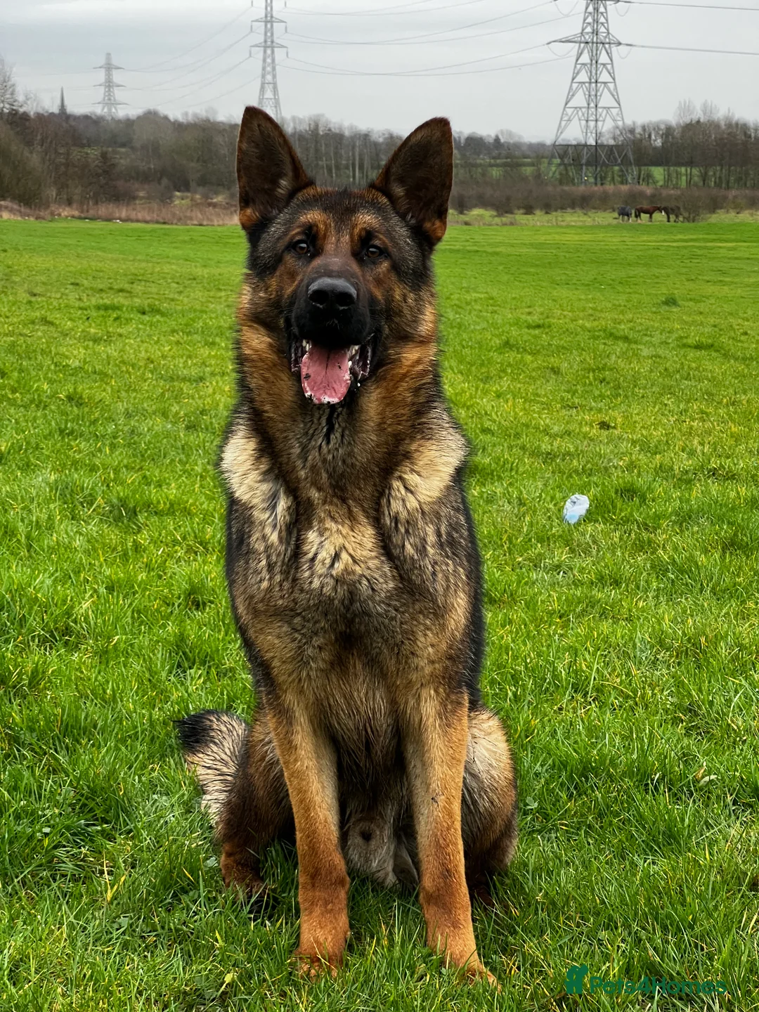 German Shepherd dogs for stud: Working line x show line german shepherd RHAEGAR in Manchester - Advert 8