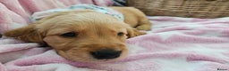 Golden Retriever dogs for sale: Astounding KC Registered Puppies  - Advert 17