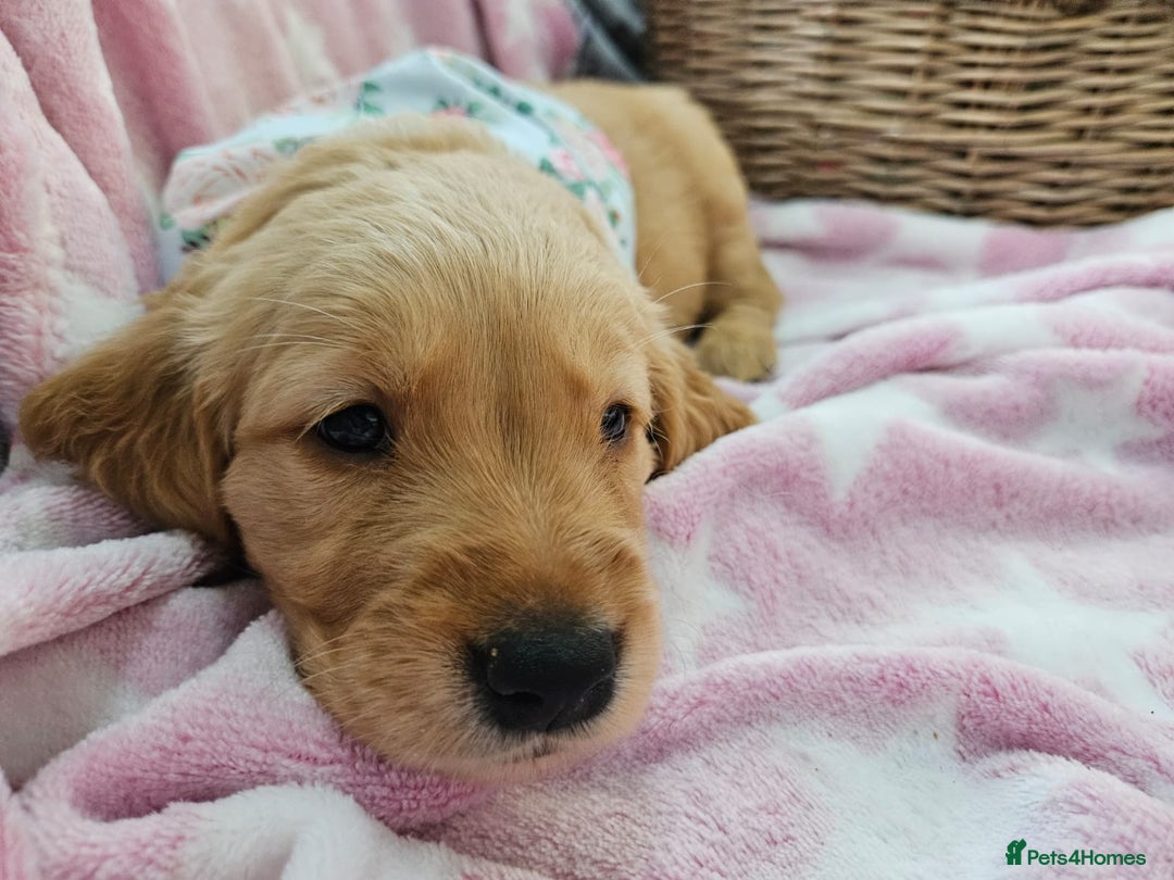 Golden Retriever dogs for sale: Astounding KC Registered Puppies  - Advert 17